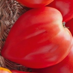 Tomate Petit Coeur de Boeuf semillas no tratadas