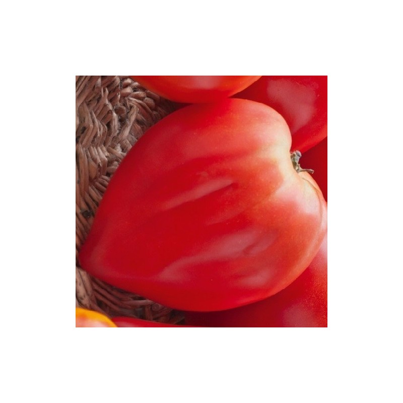 Tomate Petit Coeur de Boeuf semillas no tratadas