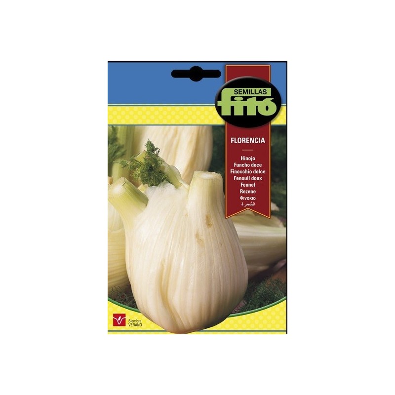 hinojo de Florencia