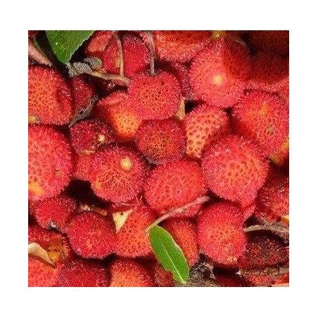 madroÃ±o (arbutus unedo)