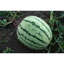sandia de Bagnacavallo (semillas ecolÃ³gicas)