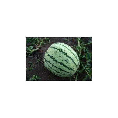sandia de Bagnacavallo (semillas ecolÃ³gicas)