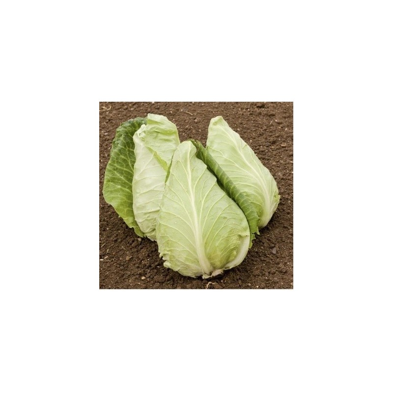 Repollo eersteling - semillas no tratadas