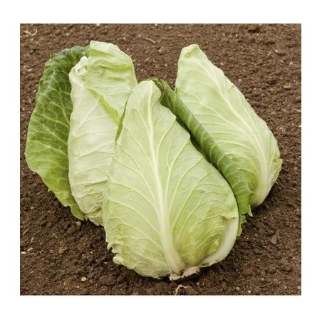 Repollo eersteling - semillas no tratadas