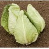 Repollo eersteling - semillas no tratadas