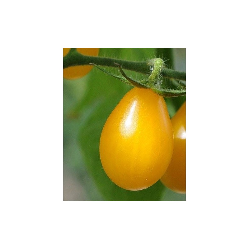tomate yellow submarine (semillas ecolÃ³gicas)