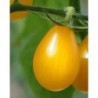 tomate yellow submarine (semillas ecolÃ³gicas)
