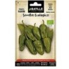pimiento de PadrÃ³n - semillas ecolÃ³gicas