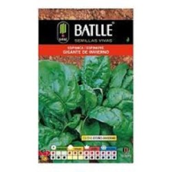 espinaca gigante de invierno
