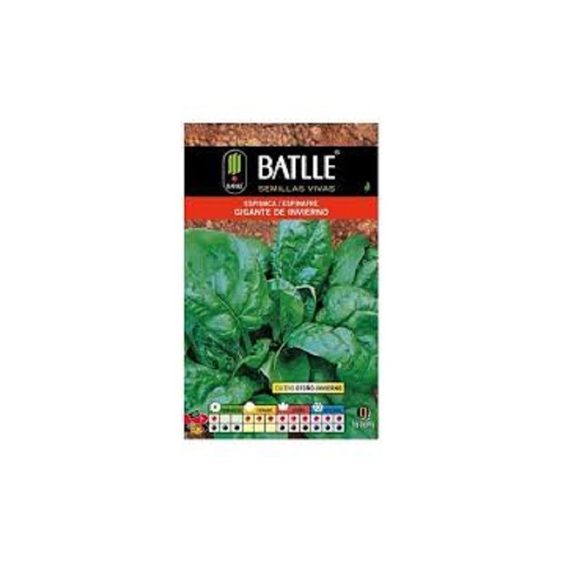 espinaca gigante de invierno