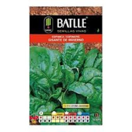 espinaca gigante de invierno