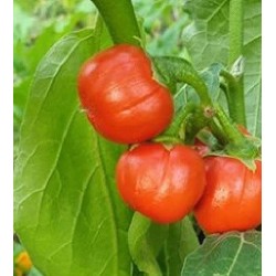 berenjena Rosso di Napoli-semillas no tratadas