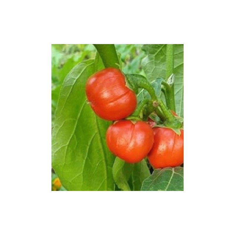 berenjena Rosso di Napoli-semillas no tratadas