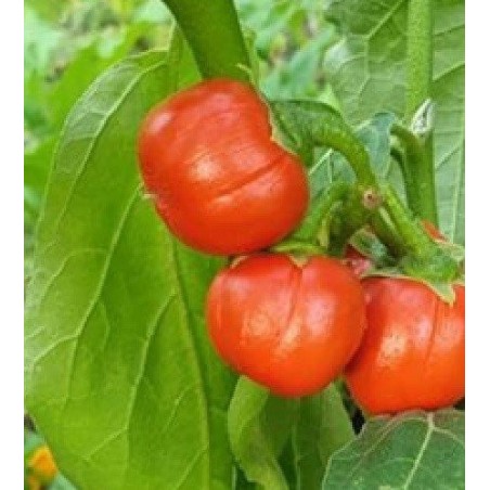 berenjena Rosso di Napoli-semillas no tratadas