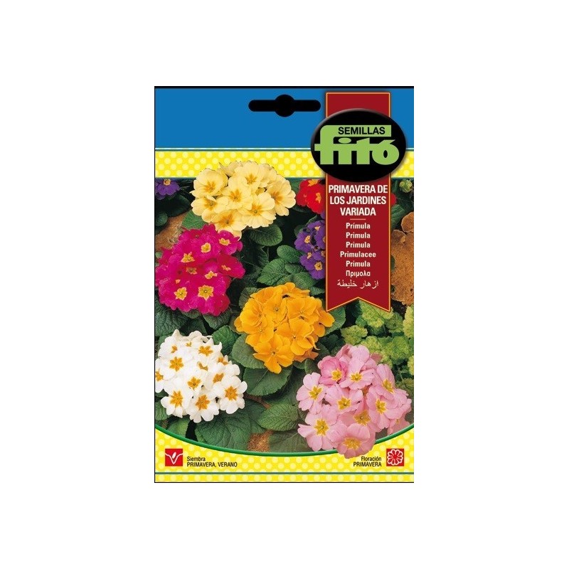 primula - primavera de los jardines variada