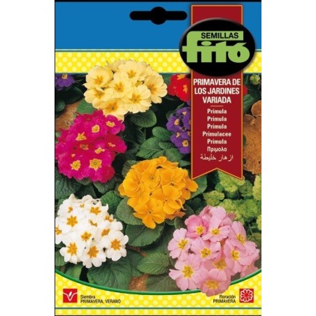 primula - primavera de los jardines variada