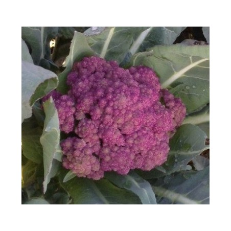 coliflor morada de Sicilia - semillas no tratadas