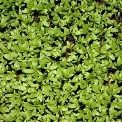 berro cresso - semillas no tratadas