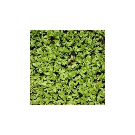 berro cresso - semillas no tratadas