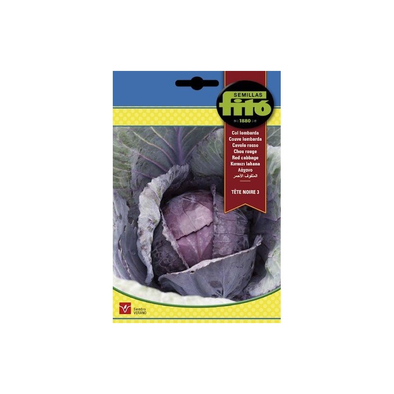 Repollo morado - col lombarda Tete noire 3