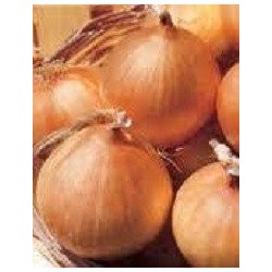 cebolla sturon - semillas no tratadas