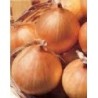 cebolla sturon - semillas no tratadas