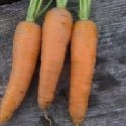 zanahoria gigante roja (semillas ecolÃ³gicas)