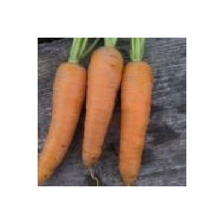 zanahoria gigante roja (semillas ecolÃ³gicas)