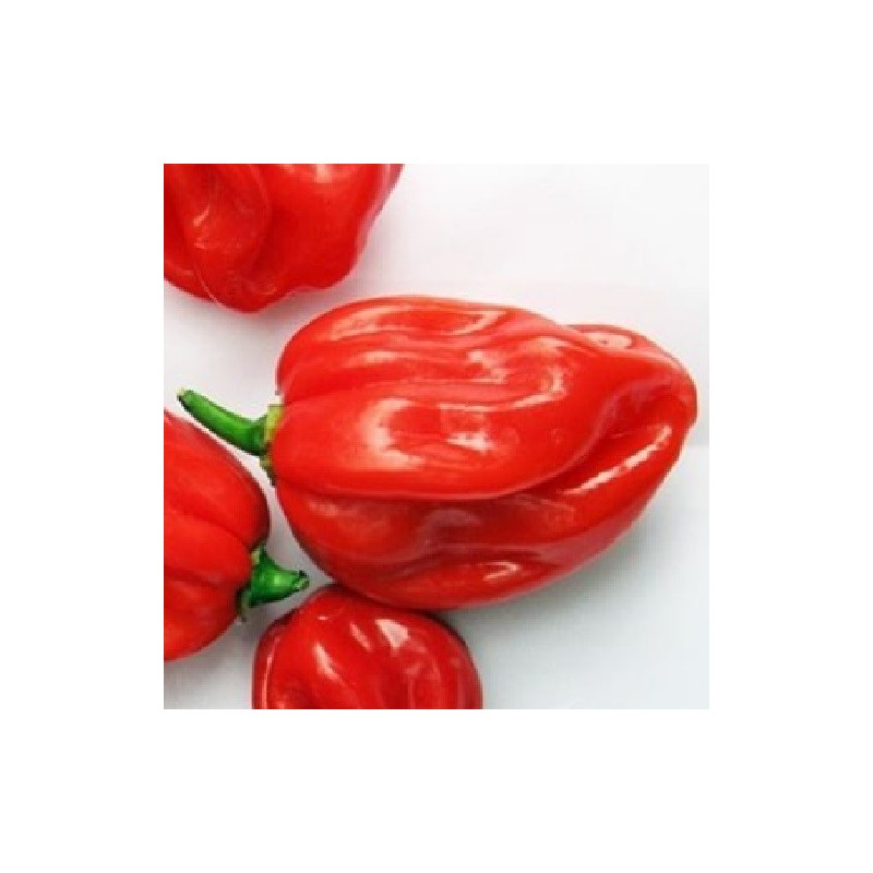 Pimiento picante Scotch Bonnet Red - semillas no tratadas