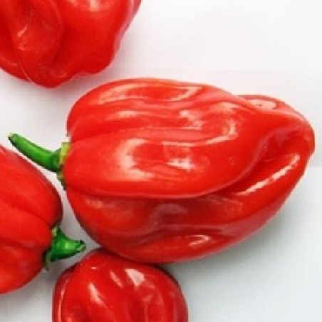 Pimiento picante Scotch Bonnet Red - semillas no tratadas
