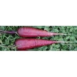 zanahoria cosmic purple