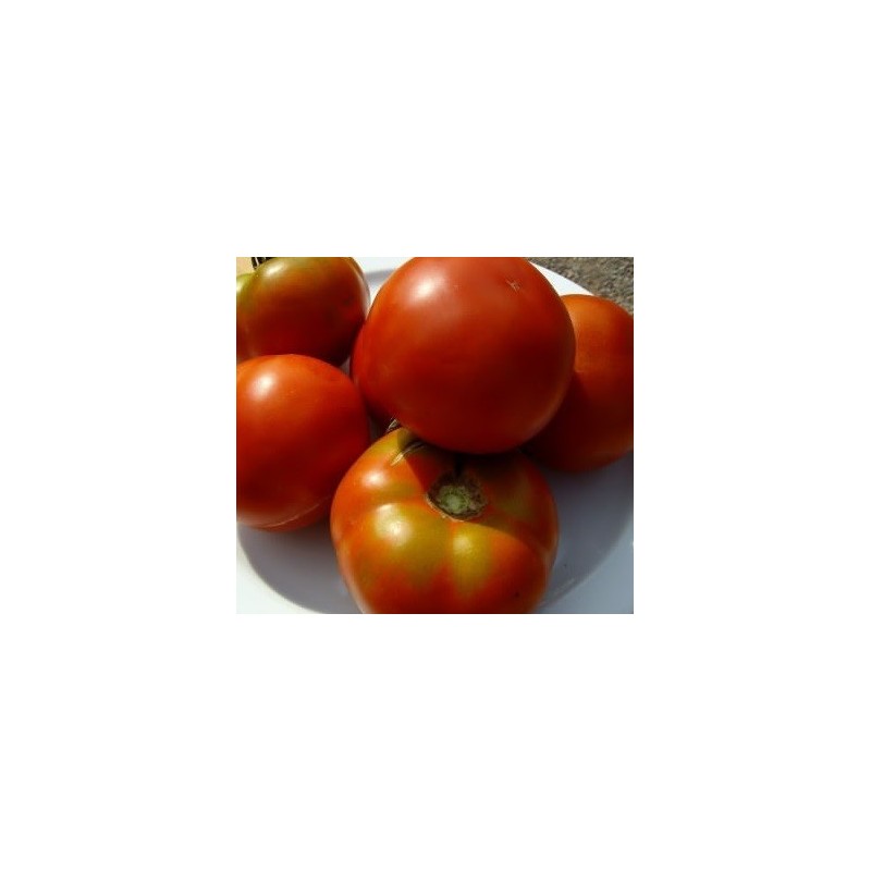 semillas ecolÃ³gicas de tomate pometa