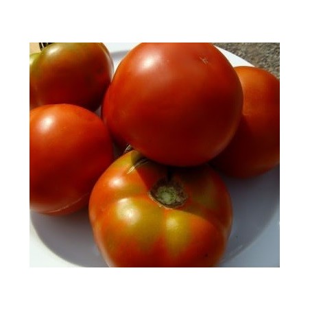 semillas ecolÃ³gicas de tomate pometa