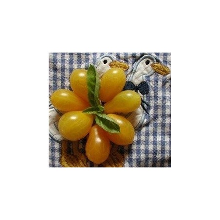 tomate polen (semillas ecolÃ³gicas)