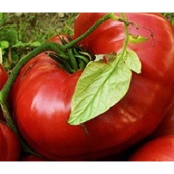 tomate brandywine sudduthÂ´s strain - semillas no tratadas