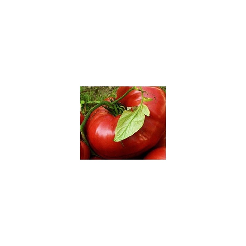 tomate brandywine sudduthÂ´s strain - semillas no tratadas