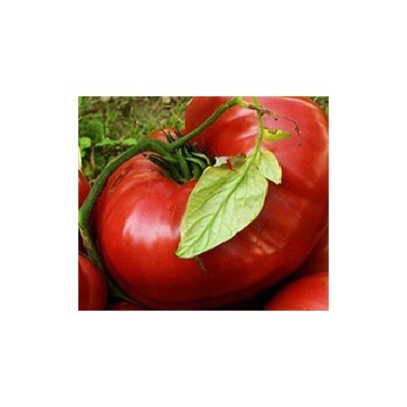 tomate brandywine sudduthÂ´s strain - semillas no tratadas
