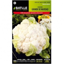 coliflor grande de Navidad