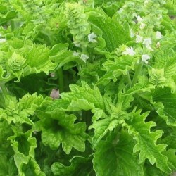 Albahaca Green Ruffles