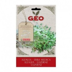 alfalfa para germinar geo