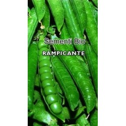 guisante san Cristoforo - semillas ecolÃ³gicas
