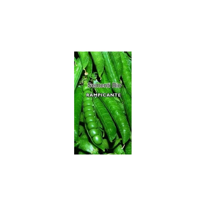 guisante san Cristoforo - semillas ecolÃ³gicas