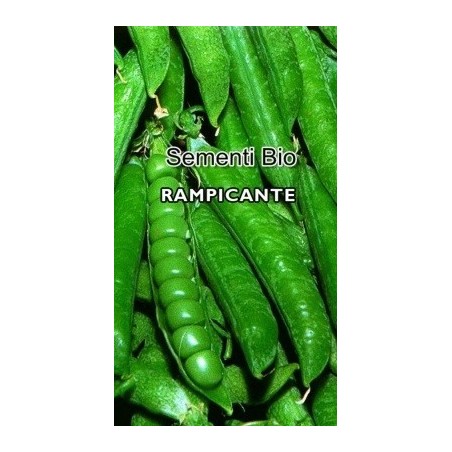 guisante san Cristoforo - semillas ecolÃ³gicas