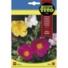 Portulaca simple variada - semillas Fito