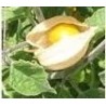 physalis peruviana (semillas ecologicas)