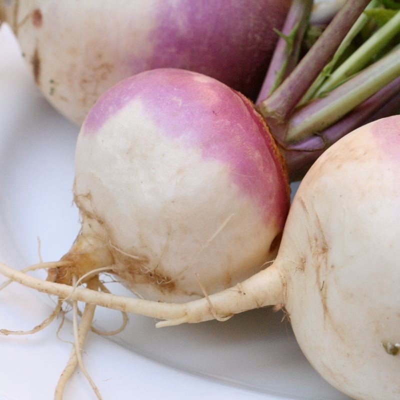 nabo purple top  MilÃ¡n (semillas no tratadas)