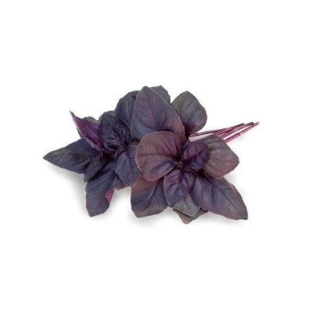 albahaca purpura crimson king (semillas sin tratamiento)