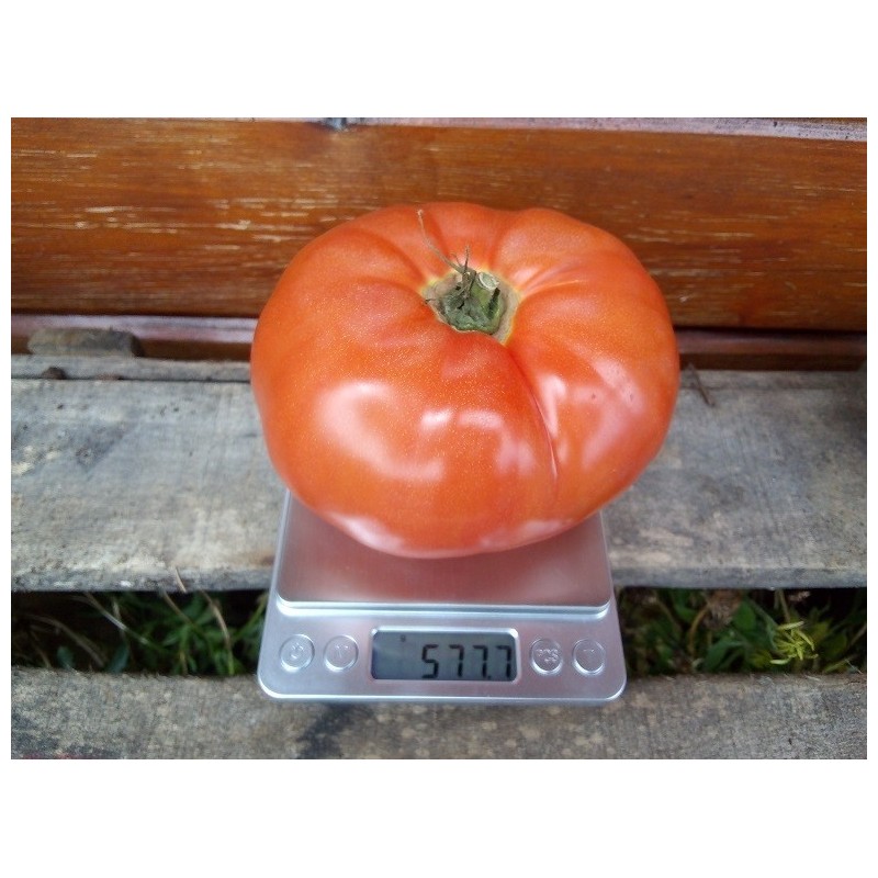 Tomate Erika de Australia - sin tratamiento quÃ­mico