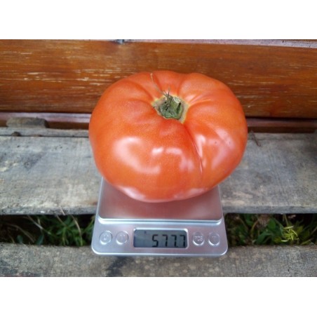 Tomate Erika de Australia - sin tratamiento quÃ­mico