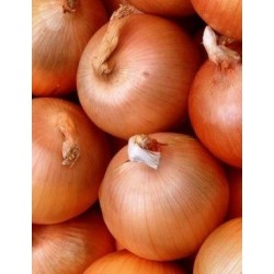 cebolla valenciana tardia